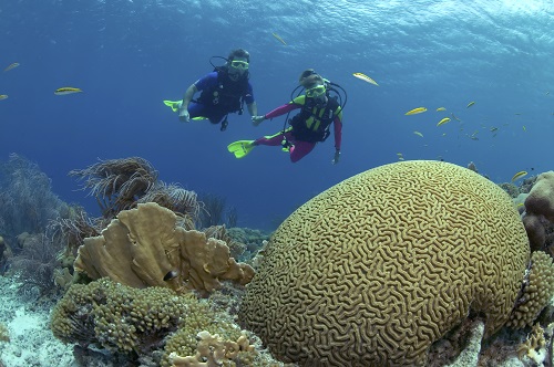 plongée sous-marine à la Réunion